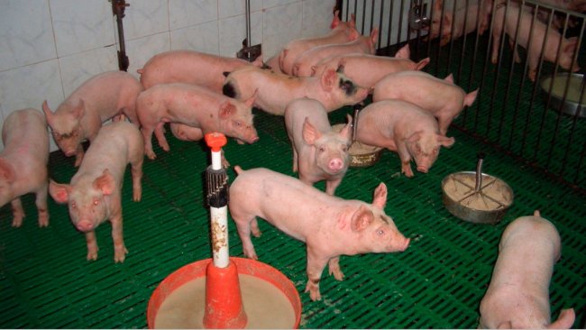 Figure 2. Adequate use of feeds and feeding points.