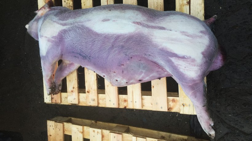 Figure 2. Finishing pig with cyanosis of the lower and distal parts of the body.
