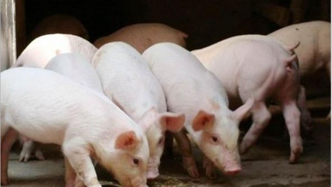 Pig333wechat