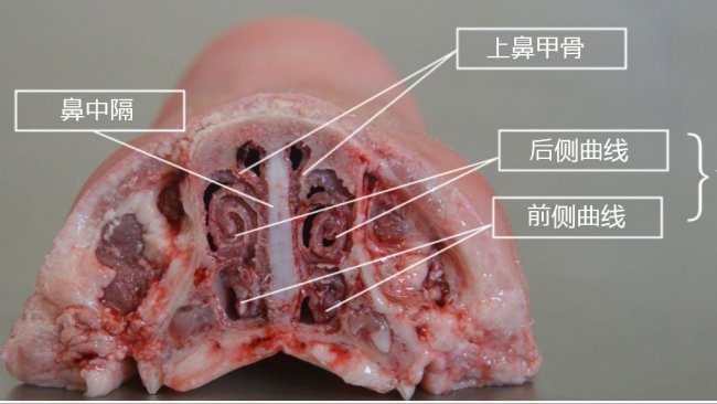 图2.鼻甲骨解剖