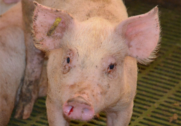 图1.猪在过渡阶段鼻出血