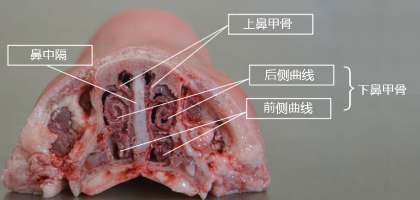 图2.鼻甲骨解剖 