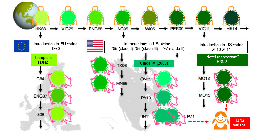 Fig 1. Evolution of H3N2 influenza viruses in humans and in swine. Different shades of green
point to antigenic differences in the H3 HA; virus strains are indicated with the place
(abbreviated) and year of isolation. Human viruses were introduced into the swine population
in the early 1970s in Europe and in the mid 1990s and in 2010 in North America. This has led
to the current circulation of 3 different H3N2 SwlV clades (see boxes), one in Europe and two
in North America. The North American clades occasionally jump back into the human
population and are then designated &quot;variant&quot; viruses.
