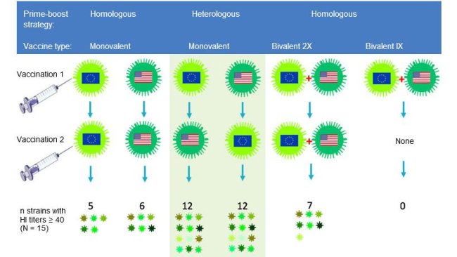 Fig 2. Effect of traditional and heterologous prime-boost vaccination regimens on the breadth of the anti-H3N2 antibody response. European and North American H3N2 SwIV strains are indicated by different flags. Sera collected 14 days after the second vaccination were tested against 15 antigenically distinct viruses including the vaccine strains. The numbers represent the number of viruses against which HI antibody titers were ≥ 40.