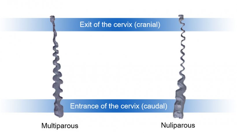 Figure 1. Cervix of nulliparous and multiparous sow.
