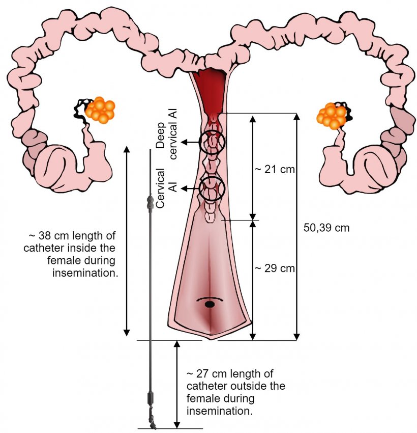 Figure 4. Representation of the IA catheter arrangement in the female genital tract during AI. The dimensions have been obtained from inseminations and genital tracts of nulliparous sows from the slaughterhouse.
