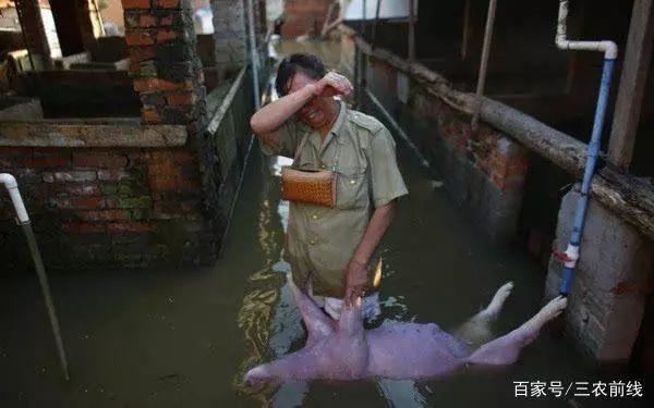 Pig333wechat 3