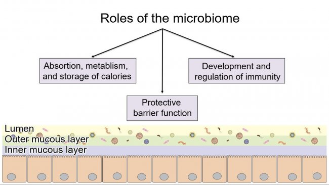 <p>Roles of the microbiome: providing a protective intestinal barrier, digesting and metabolizing nutrients, and regulating immunity.</p>
