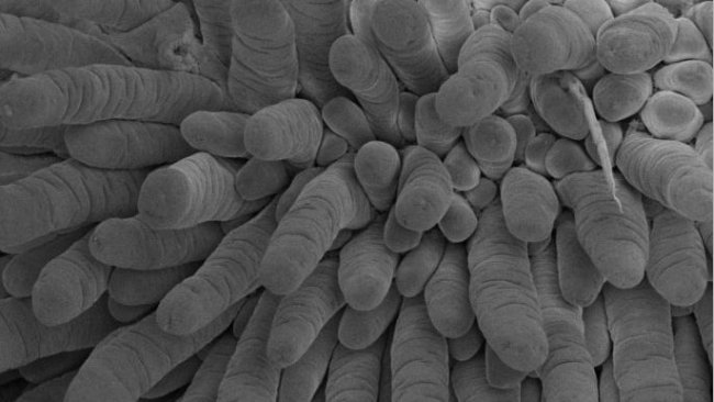 Figure 1. Intestinal integrity determined using scanning electronic microscope of a representative NDM-fed piglet showing intestinal villi of the jejunum. Magnification 200x, 2 kV, 3.1 pA. Adapted from de Greeff et al. 2016