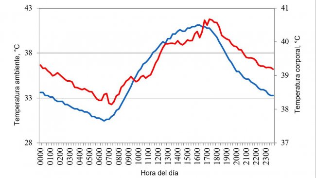 Figure 1. Variations in body temperature (red) of pigs housed under conditions of heat stress, in response to changes in  environment temperature (blue) during a typical day in the summer of 2015 in the Mexicali valley (Cervantes et al., 2017 ).