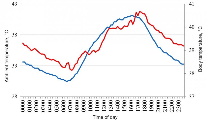 Figure 1. Variations in body temperature (red) of pigs housed under conditions of heat stress, in response to changes in&nbsp; environment temperature (blue) during a typical day in the summer of 2015 in the Mexicali valley (Cervantes et al., 2017 ).
