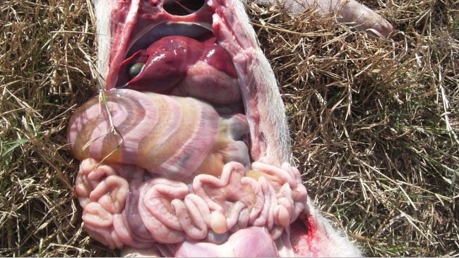 Mesocolon oedema caused by infection with E. Coli.  1