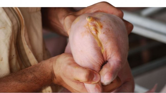 Scours caused by E. Coli. (Courtesy of Dr. Hector Patullo)