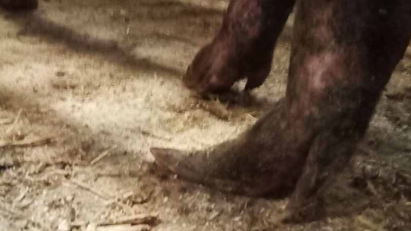 Figure 9. Slipper foot in the hind limb of a mature sow on the same farm as Fig 8. Note extended accessory claws as well.
