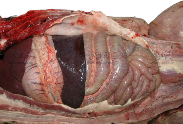 Splenomegaly – acute form of swine erysipelas 