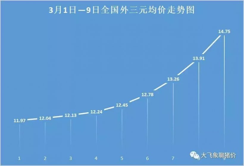 Pig333wechat 1