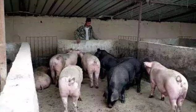 Pig333wechat 3