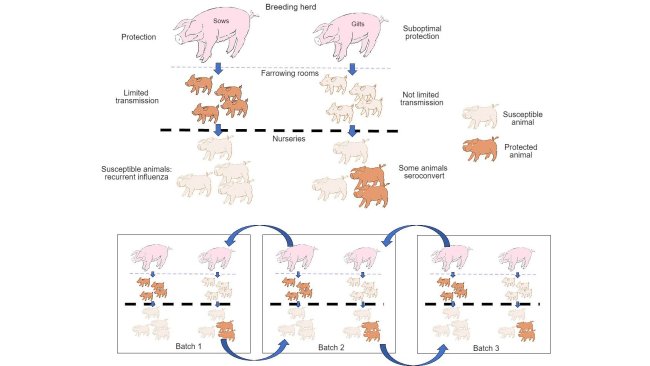 图1:与初产母猪所产仔猪相比,经产母猪所产仔猪获得了更好的保护力,并进一步减少了该病的传播。在保育阶段,在一定水平母源抗体存在下,感染动物不会产生主动免疫力,故病毒能够持续感染并引起反复流感。最后,同时存在不同日龄的不同批次的动物有助于病毒在生产批次间传播,从而使感染长期存在。