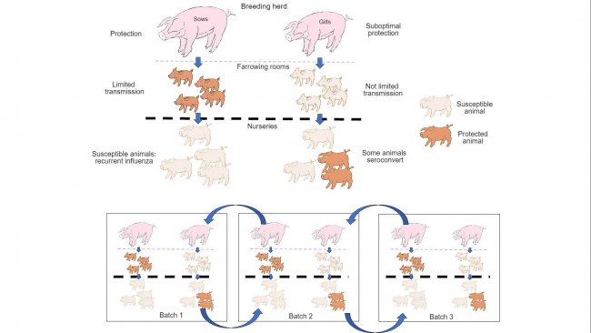 图1：与初产母猪所产仔猪相比，经产母猪所产仔猪获得了更好的保护力，并进一步减少了该病的传播。在保育阶段，在一定水平母源抗体存在下，感染动物不会产生主动免疫力，故病毒能够持续感染并引起反复流感。最后，同时存在不同日龄的不同批次的动物有助于病毒在生产批次间传播，从而使感染长期存在。