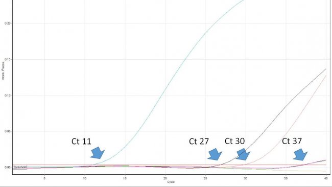 Figure 1. Threshold cycle (Ct) is the first number of the real time PCR cycle when fluorescence is detected indicating the presence of the given pathogen in the sample. The lower the Ct value, the higher the amount of the pathogen in the tested sample. Very high Ct values have to be interpreted with care as they can originate from spontaneous degradation of a TaqMan probe in the very late cycles, despite the lack of target DNA in the sample.