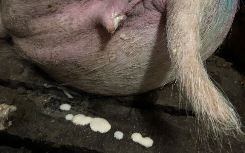 交配阶段的繁殖障碍案例非常真实