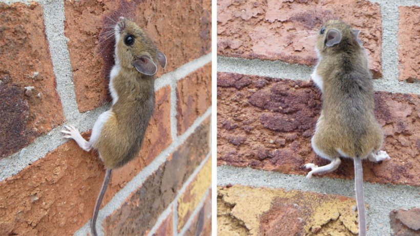 deer mouse climbing a brick wall.