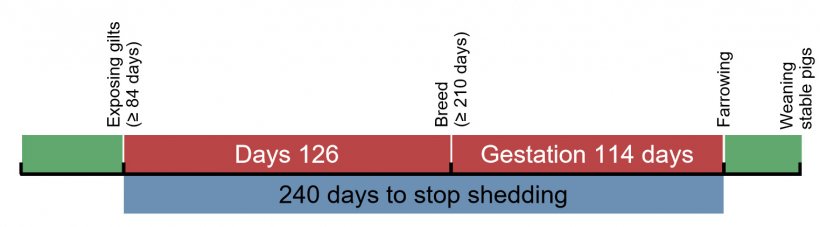 Figure 1. Time line for exposure of replacement gilts.