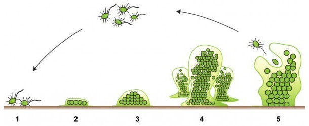 生物膜形成的5个阶段。来源：http://www.emerypharmaservices.com/
