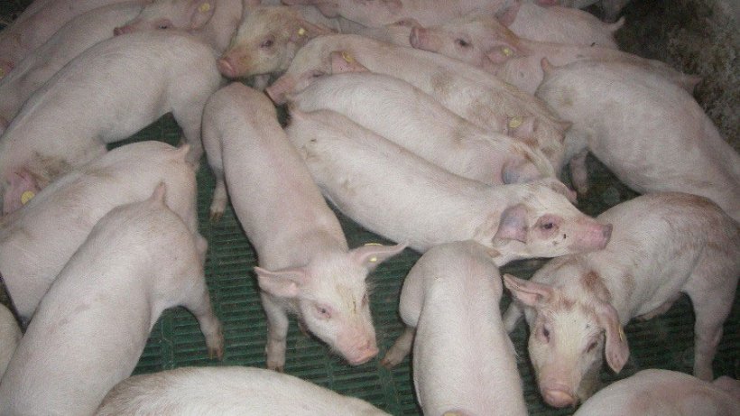 图像2: 断奶仔猪和母猪是猪场内病毒传播的主要原因。
