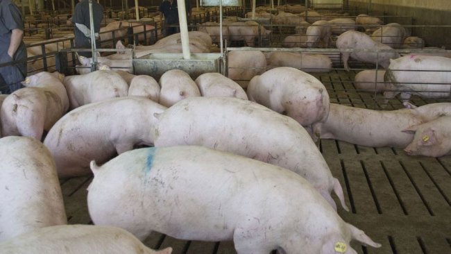 图1.北美的后备母猪舍。图片由MariaJose Clavijo博士提供