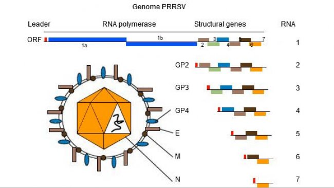 图1. PRRSV的基因组是单链RNA分子。