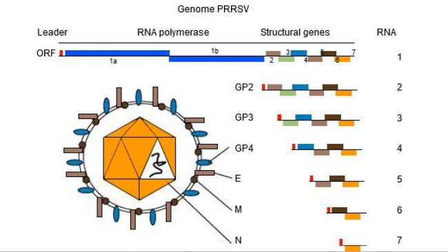 图1. PRRSV的基因组是单链RNA分子。
