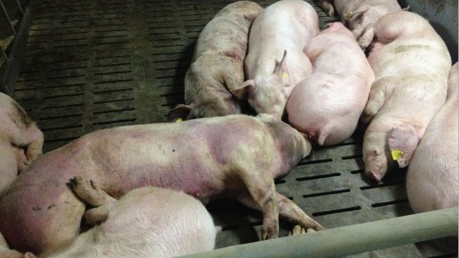 图片为检测到感染14天后的猪。全身严重性出血性损伤。
