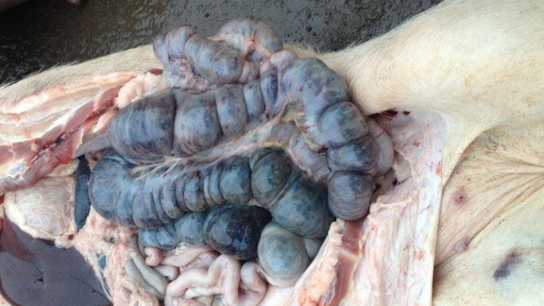 图片为检测到感染14天后的猪。大肠出血性病变。
