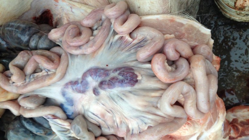 图片为检测到感染14天后的猪。淋巴结肿大和充血。