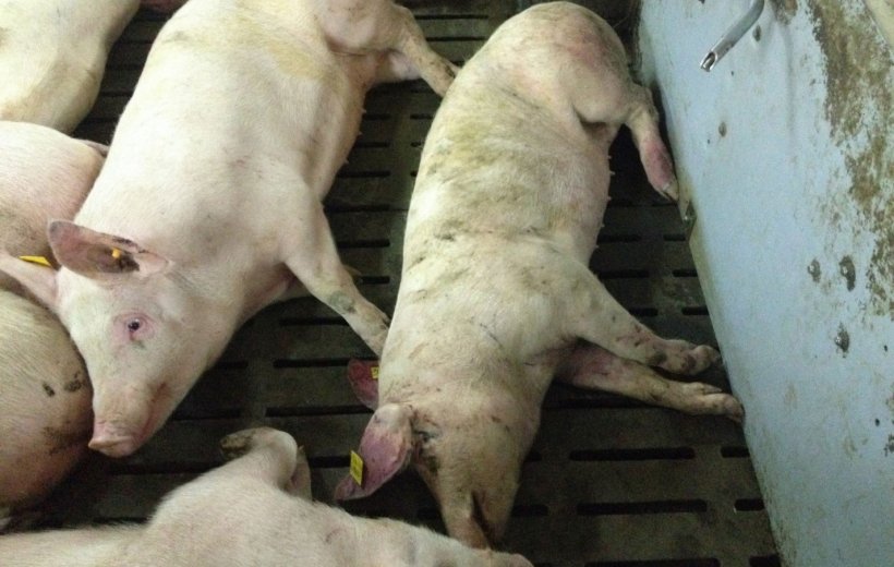 图片为检测到感染14天后的猪。耳尖和后腿远端的出血性损伤。