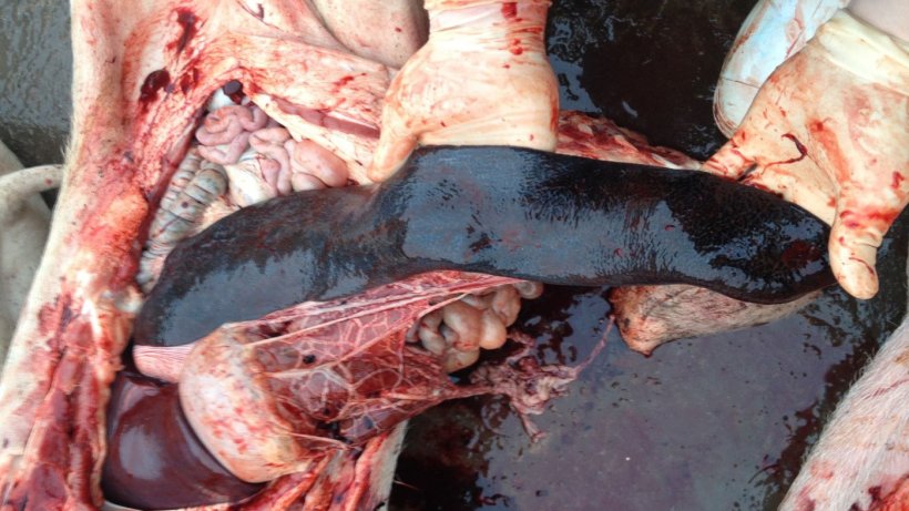 我们准备好现场鉴别非洲猪瘟了吗?