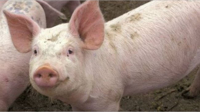 pig333