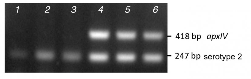 图2.用MPCR1对3个临床血清型2分离株的纯化菌落聚合酶链反应（泳道1-3）和DNA（泳道4-6）的条带扩增进行比较。