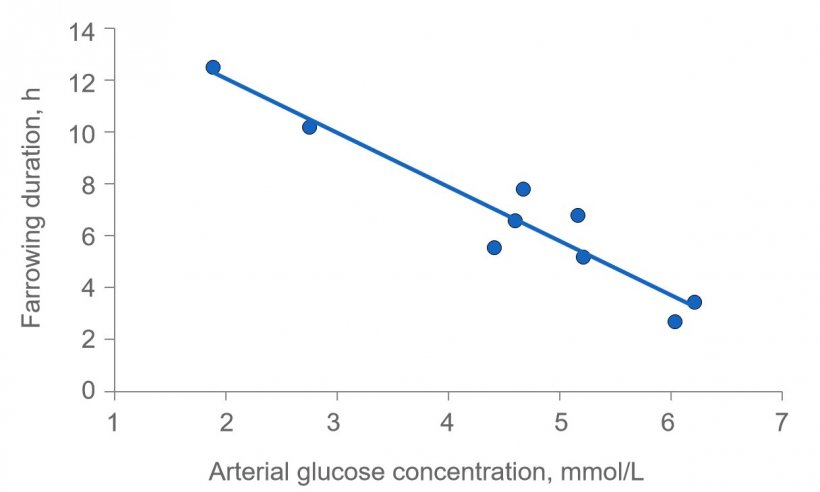 图2：如果母猪能量耗尽，分娩时间会大大延长。血糖通常保持在4.5（4-5）毫摩尔/升，如果肝脏中的糖原耗尽，在进食后不久血糖水平会超过该水平，并在进食数小时后，血糖水平可能下降。