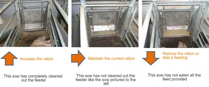 图2：每天至少检查一次料槽，并根据观察结果决定母猪供料量。资料来源：猪研究中心