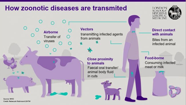 图1.人畜共患病传播途径。人畜共患病是一种传染性疾病，可从动物传播给人，也可以从人传给动物。资料来源：伦敦卫生与热带医学院。