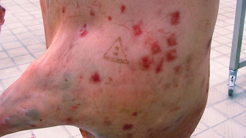 图2. 疹块型猪丹毒的急性症状（由红斑丹毒丝菌引起），在皮肤上可见类似于钻石形状的菱形损伤，其是该细菌感染的特征。资料来源：Reinhard Fries博士/柏林自由大学。