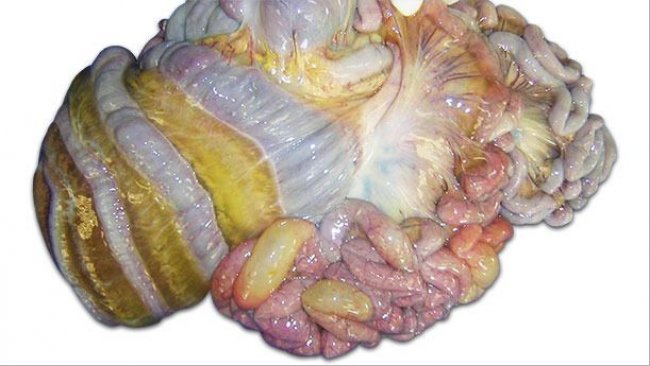 图1：中肠和肠系膜水肿（L. Carrasco教授，科尔多瓦大学）