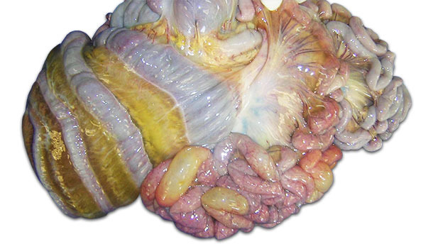图1：中肠和肠系膜水肿（L. Carrasco教授，科尔多瓦大学）