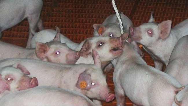 图1.使用绳索采集口腔液体。