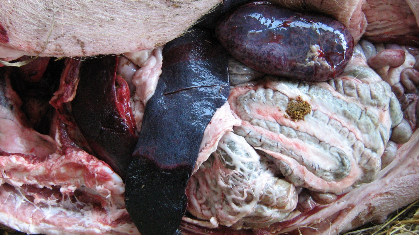 非洲猪瘟拉血图片图片