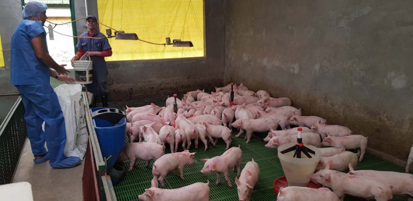 断奶仔猪饲料管理是其未来发展的关键
