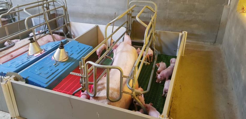 在分娩后第一周使用分娩栏有助于最佳的控制母猪及仔猪的环境。