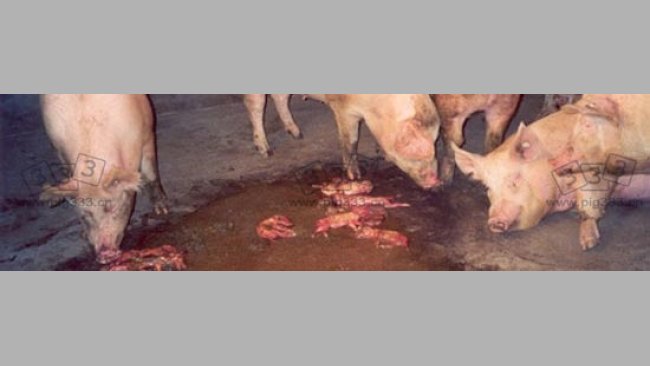 Parque con cerdas con abortos